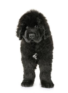 newfoundland köpek yavrusu