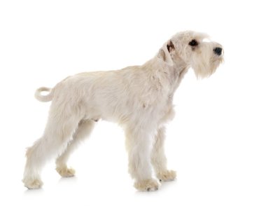 stüdyoda minyatür Schnauzer