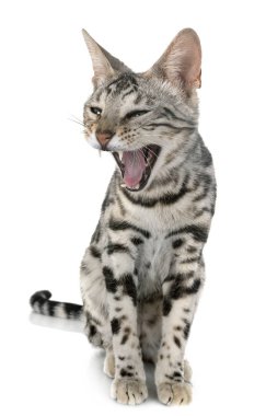 Bengal yavru kedi Studio