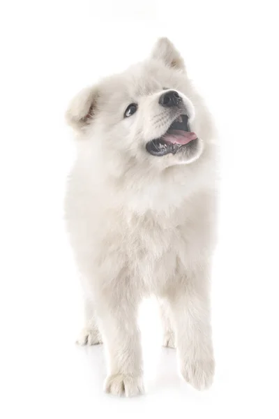 Szczeniak Samoyed pies w Studio — Zdjęcie stockowe