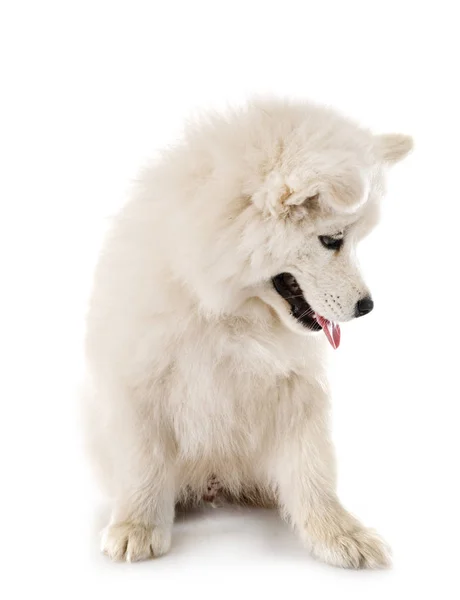 Yavru köpek Samoyed içinde stüdyo — Stok fotoğraf