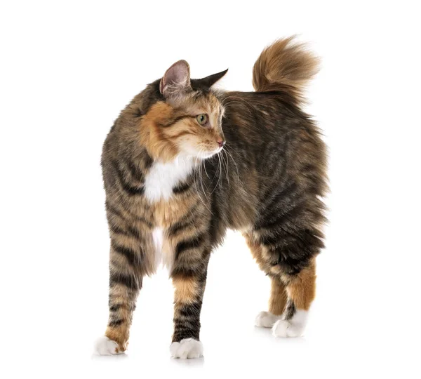 Kurilian Bobtail in studio — Stock Photo, Image