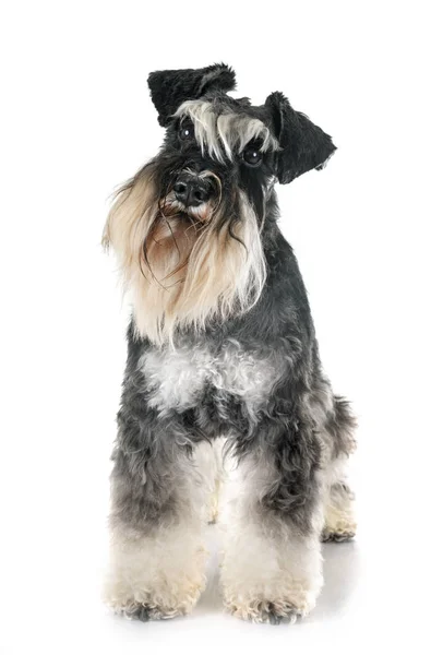 Miniatuur Schnauzer in Studio — Stockfoto