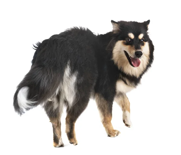 핀란드 Lapphund 스튜디오에서 — 스톡 사진