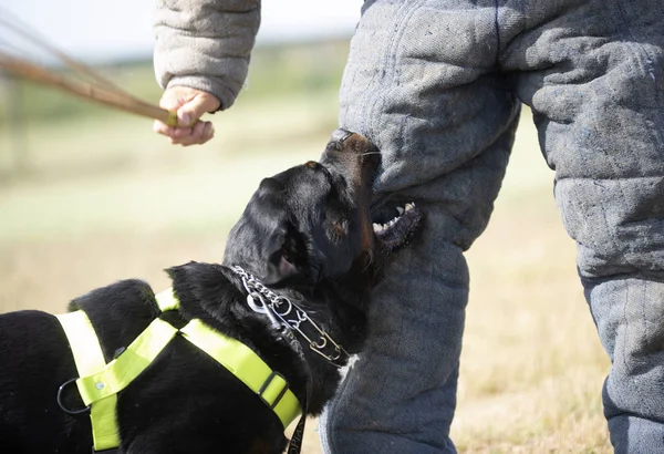 Formation de chien de police — Photo