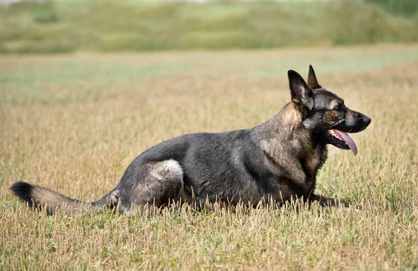 Opleiding van de Duitse herder — Stockfoto