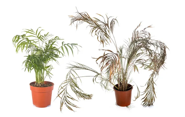 Alive and dead plants — Stock Photo, Image
