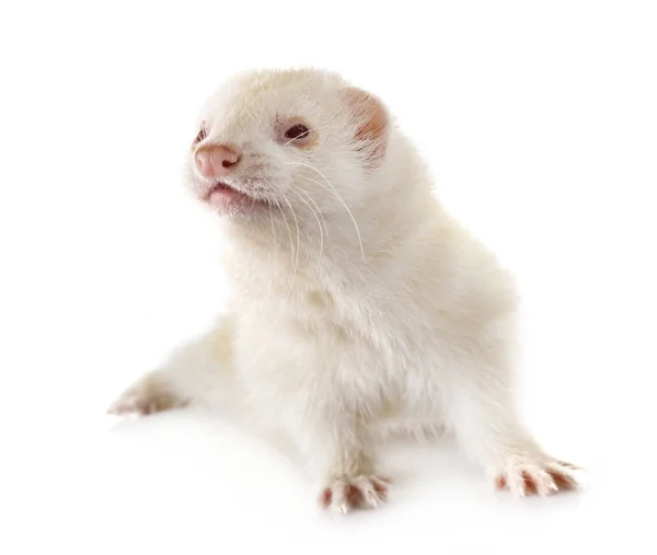 Ferret in studio — Stockfoto