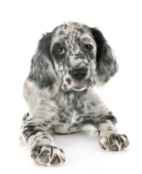 Welpen Englisch Setter — Stockfoto