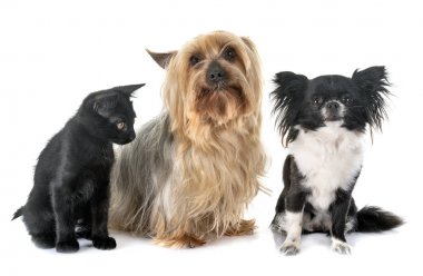 siyah kedi yavrusu ve küçük köpekler