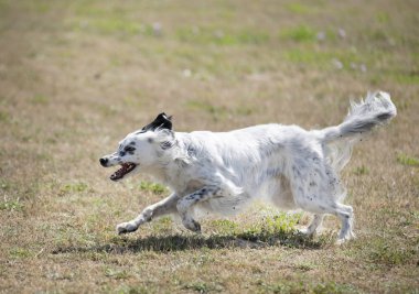 doğada İngilizce ayarlayıcı