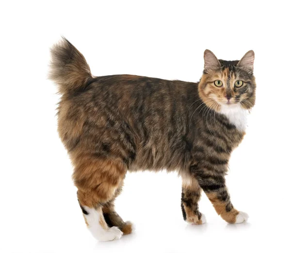 Kurilian Bobtail in Studio — Stockfoto