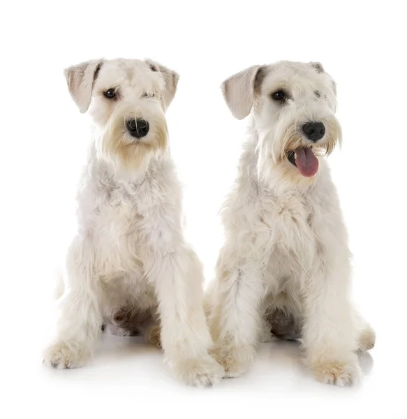 Schnauzers en miniatura en estudio — Foto de Stock