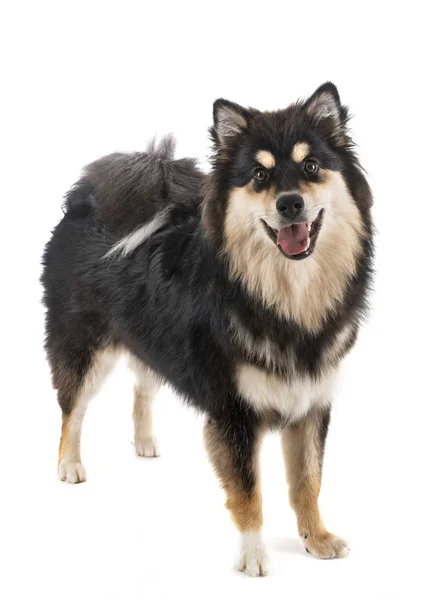 핀란드 Lapphund 스튜디오에서 — 스톡 사진