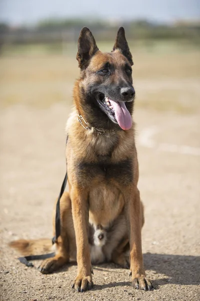 警察犬の訓練 — ストック写真