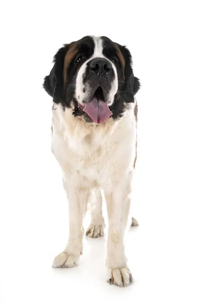 Saint Bernard im Atelier — Stockfoto