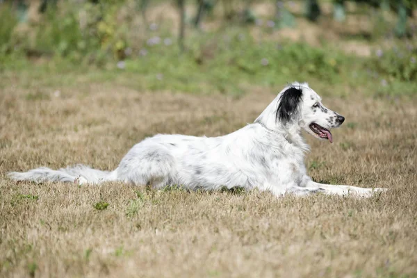 Setter anglais dans la nature — Photo