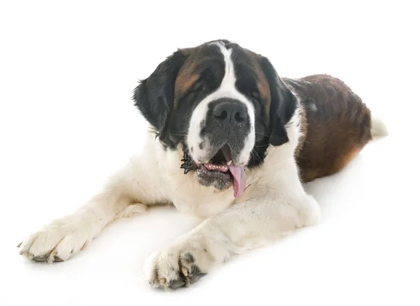 Saint Bernard i Studio — Stockfoto