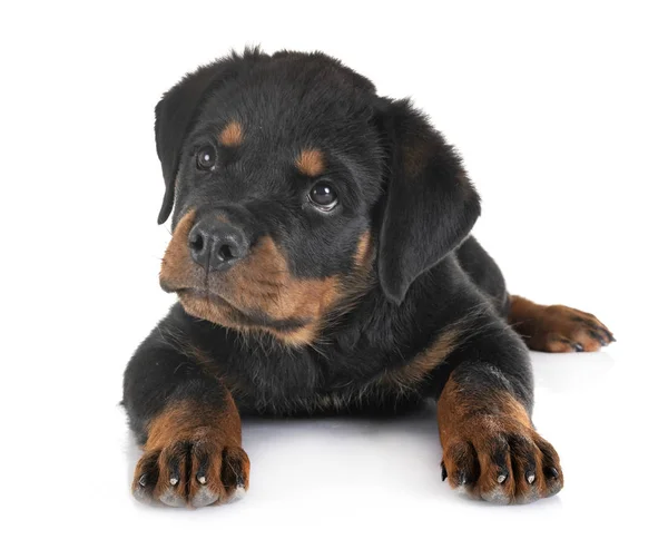 Cachorro rottweiler en estudio —  Fotos de Stock