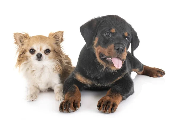 Valp Rottweiler och Chihuahua i studion — Stockfoto