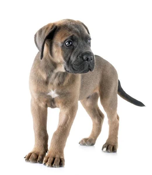 Szczeniak cane corso — Zdjęcie stockowe