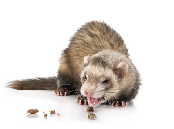 Brown ferret in studio — Stock Photo, Image