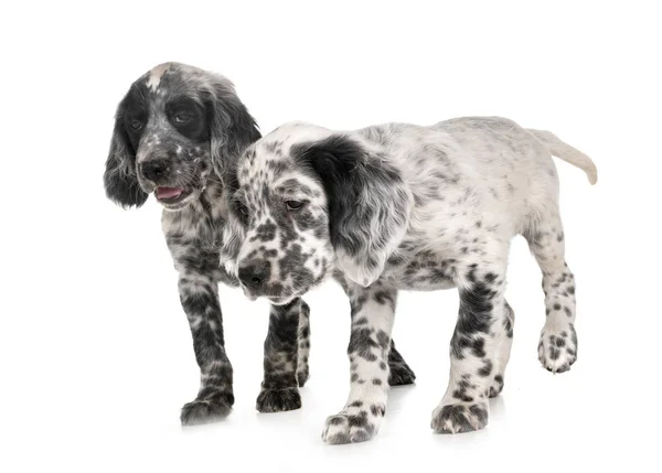 Welpen Englisch Setter — Stockfoto