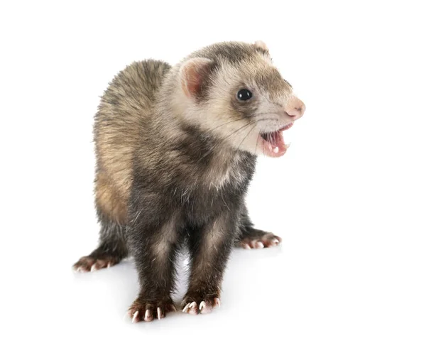 Brown ferret in studio — Stock Photo, Image