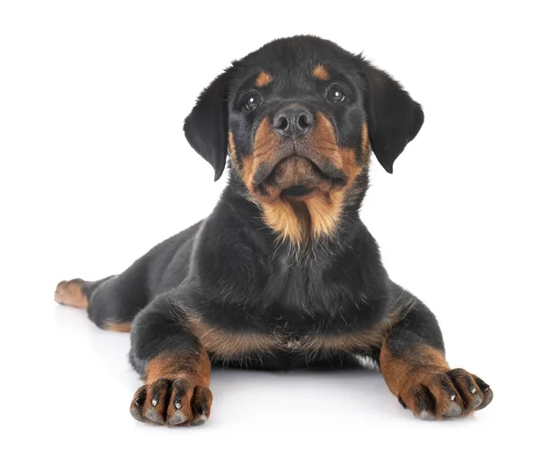 Puppy rottweiler in studio — Stock Photo, Image