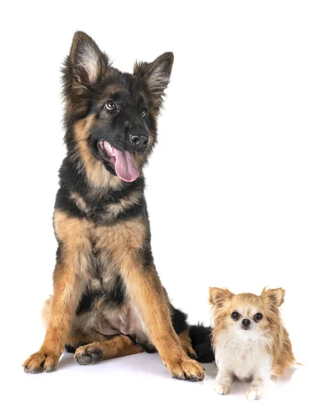 Welpe Deutscher Schäferhund und Chihuahua — Stockfoto