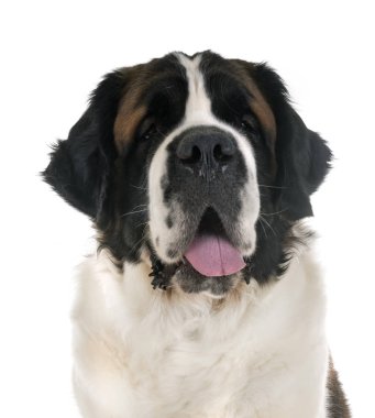 stüdyoda aziz bernard