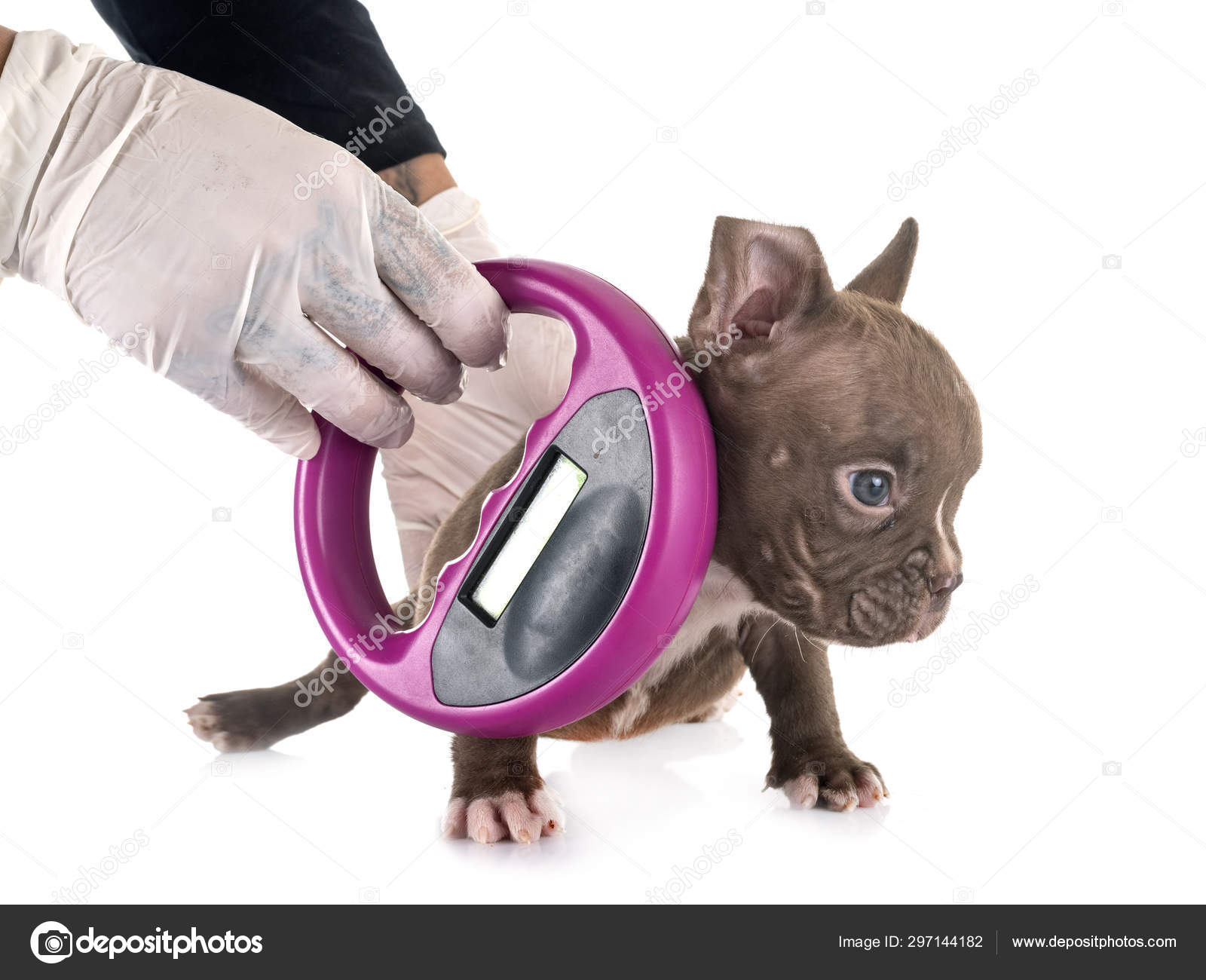 What Is The Best Microchip For Dogs