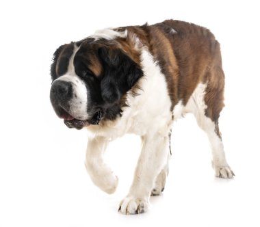 stüdyoda aziz bernard