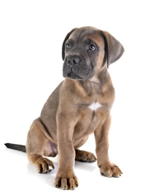 yavru cane corso