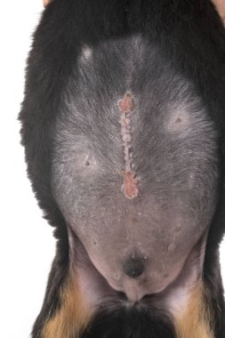 cerrahi ile köpek yavrusu