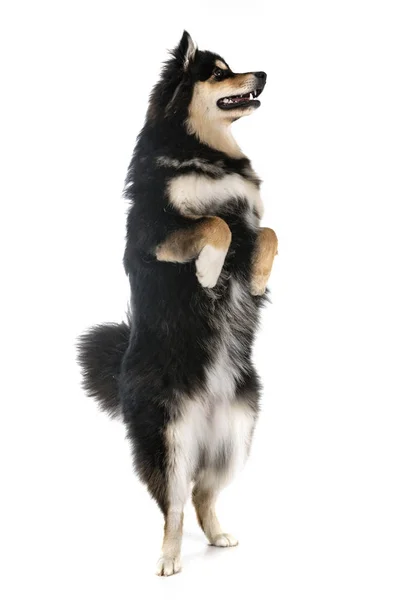 Lapphund finlandés en el estudio —  Fotos de Stock