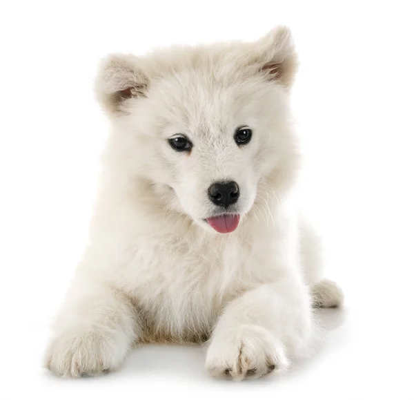 Puppy samoyed dog in studio — Stock Photo, Image