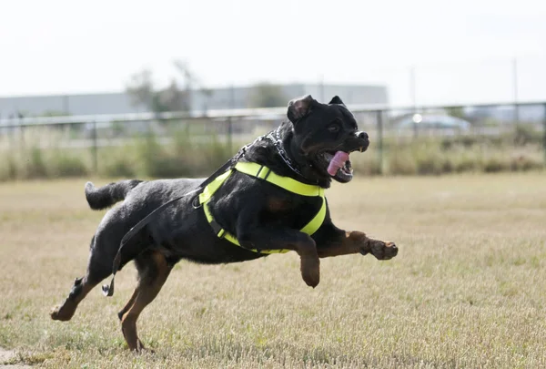 Treinamento de cão de polícia — Fotografia de Stock