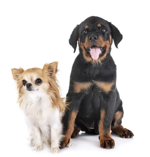 Welpe Rottweiler und Chihuahua im Atelier — Stockfoto