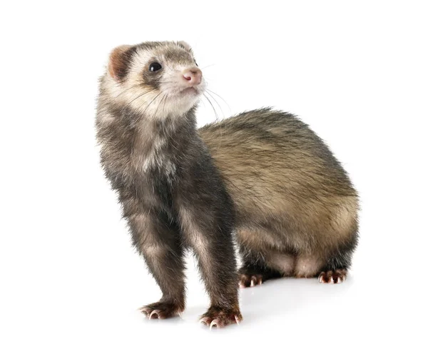 Brown ferret in studio — Stock Photo, Image