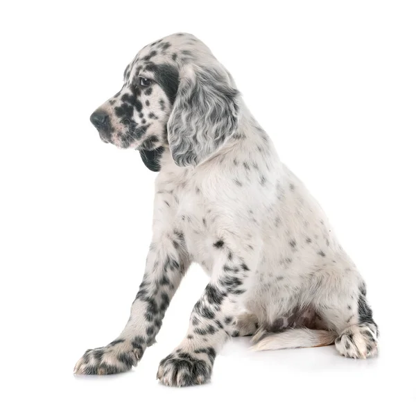 Puppy Engelse Setter — Stockfoto