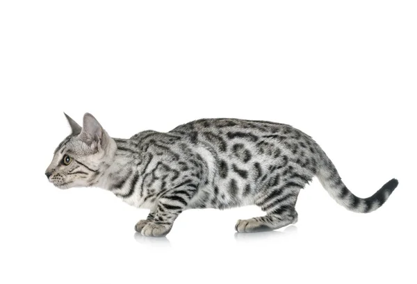 스튜디오에서 벵갈 고양이 — 스톡 사진
