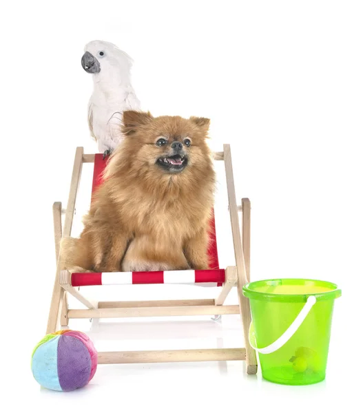 Cachorro pomerania y cacatúa — Foto de Stock
