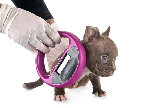 Puppy american bully and microchip — Stock Photo, Image