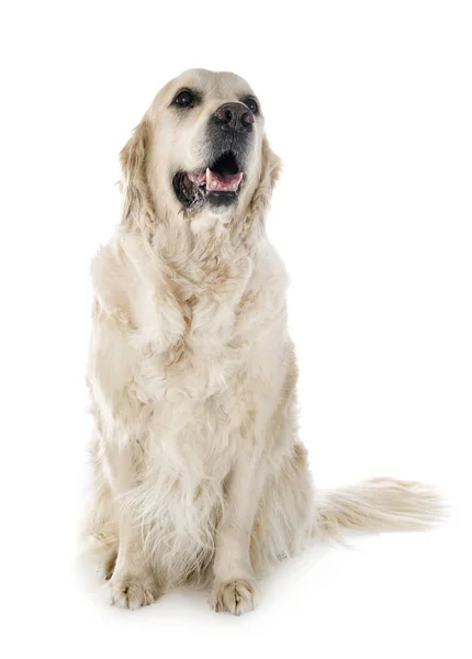 Adult golden retriever — Stock Photo, Image