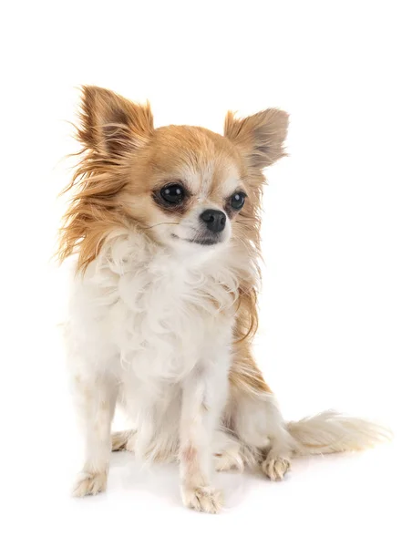 Chihuahua in studio — Foto Stock