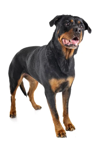 Rottweiler in studio — Stock Photo, Image