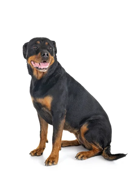 Rottweiler w studio — Zdjęcie stockowe