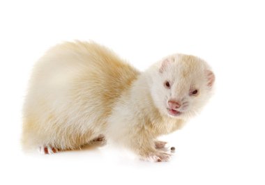 Studio yaban gelinciği