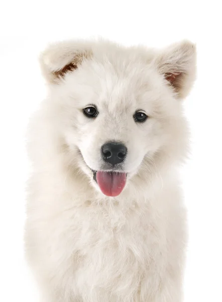 Cachorro samoyed cão no estúdio — Fotografia de Stock